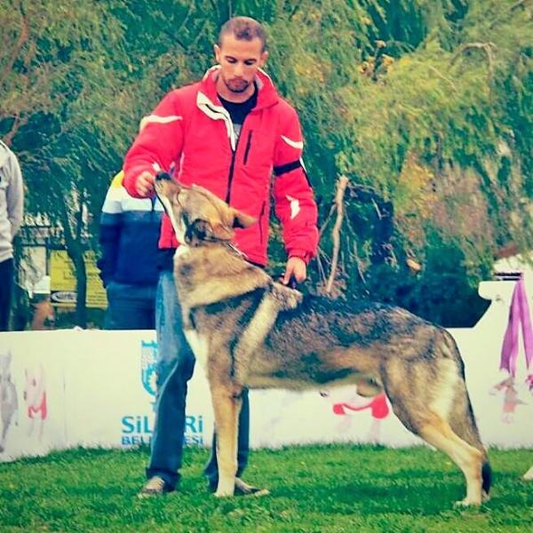 Can Black Sea Wolfdog | Czechoslovakian Wolfdog 