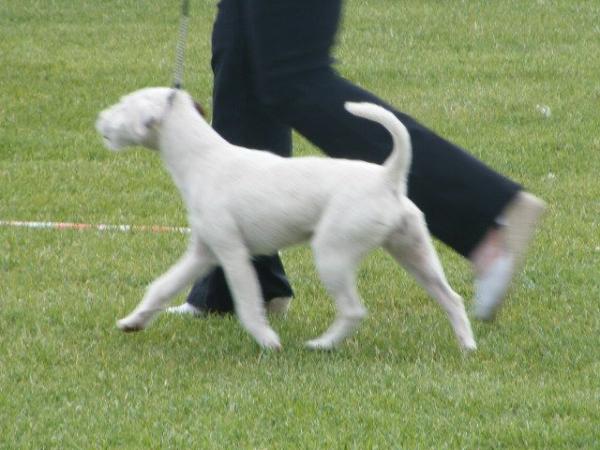 Kachru Angel | Parson Russell Terrier 