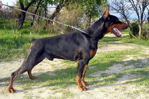 Petr iz Gratsiano | Black Doberman Pinscher