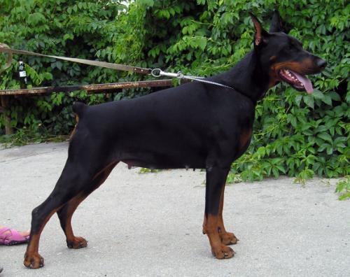 Persona Primadonna iz Gratsiano | Black Doberman Pinscher