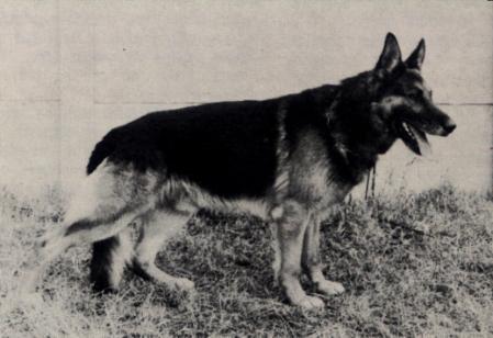 Hein vom Eichengarten | German Shepherd Dog 