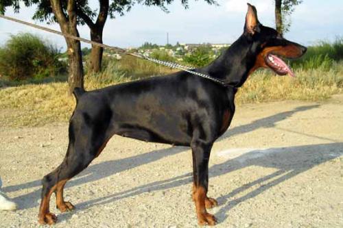 Troya iz Gratsiano | Black Doberman Pinscher