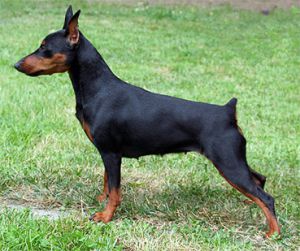 Duvinal Tsarina Tsanjil | Miniature Pinscher 