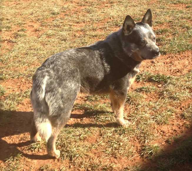 Millcreeks Cowboy Casanova | Australian Cattle Dog 