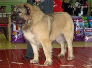 RUSSKII RAZMER | Caucasian Mountain Dog 