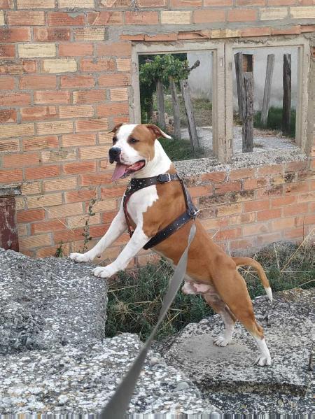 Karballido Staffs Turbo Cientotrece | American Staffordshire Terrier 