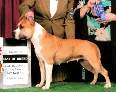 BFK's Tommy Girl D'Lite | American Staffordshire Terrier 