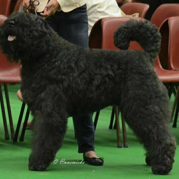 JAYMZ LYNN V. RIJN EN IJSSELLAND | Bouvier des Flandres 