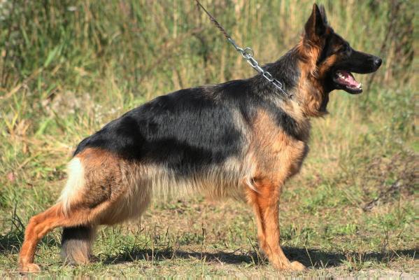 Umbra von der Zenteiche  FCI | German Shepherd Dog 