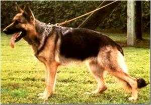 Xira vom Natoplatz | German Shepherd Dog 