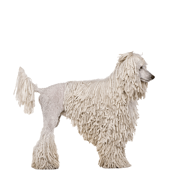 Poodle (Standard)