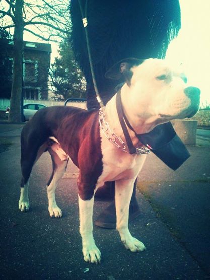 Ghost du manoir du clos du roy | American Staffordshire Terrier 