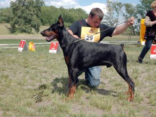 Chernyi Pes iz Gratsiano | Black Doberman Pinscher