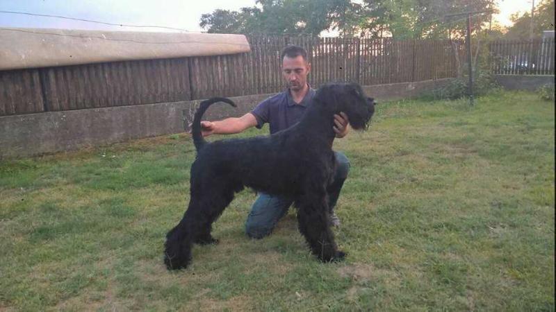 ROBO CANIS JEREMY CAPONE | Giant Schnauzer 