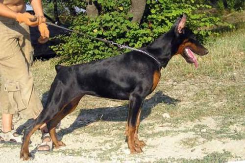 Chelsea iz Gratsiano | Black Doberman Pinscher