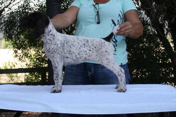 Vjk-Myst Something Old Something New | German Shorthaired Pointer 