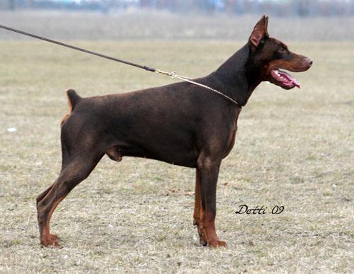 Esprito Val di Taro | Brown Doberman Pinscher