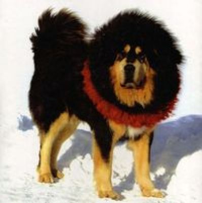 Baobei Yuanyuan | Tibetan Mastiff 
