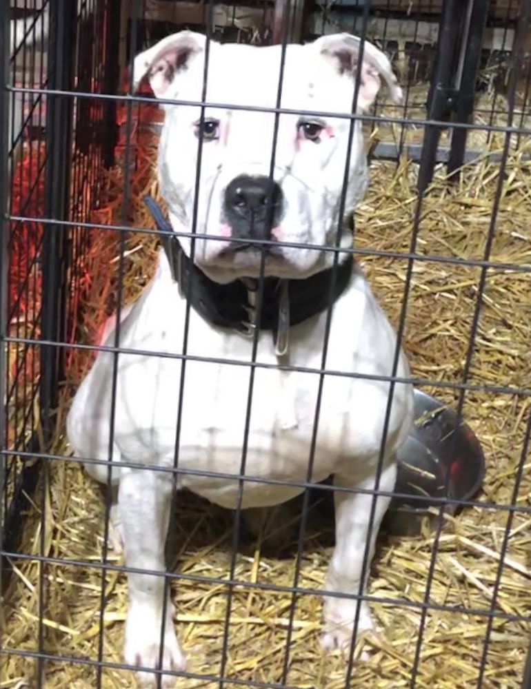 Mapogo’s Sosa Of Bullhead | American Bulldog 