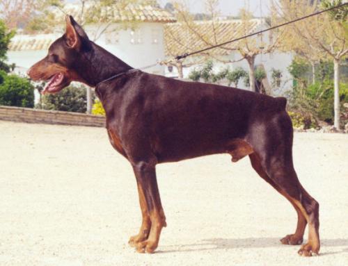 Thor de Covalta | Brown Doberman Pinscher