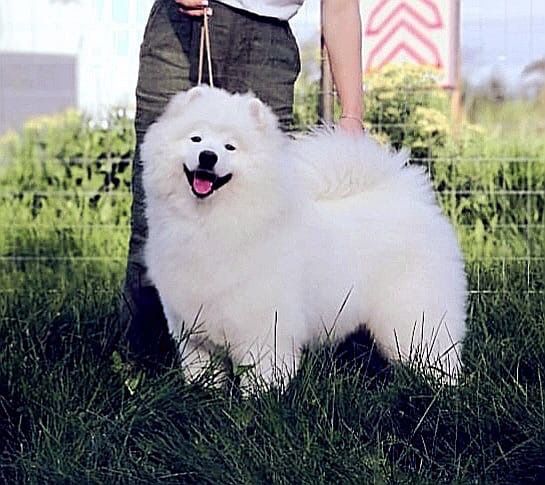 MY MAJESTY Kenya Queen | Samoyed 