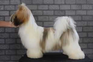 RMoretto Cane Zanetti | Lhasa Apso 