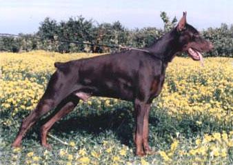 Tauro de Covalta | Brown Doberman Pinscher