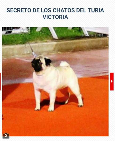 LOS CHATOS DEL TURIA VICTORIAS SECRET | Pug 