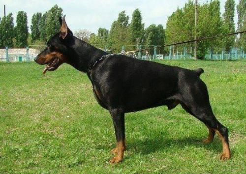 Sheridan de Grande Vinko | Black Doberman Pinscher