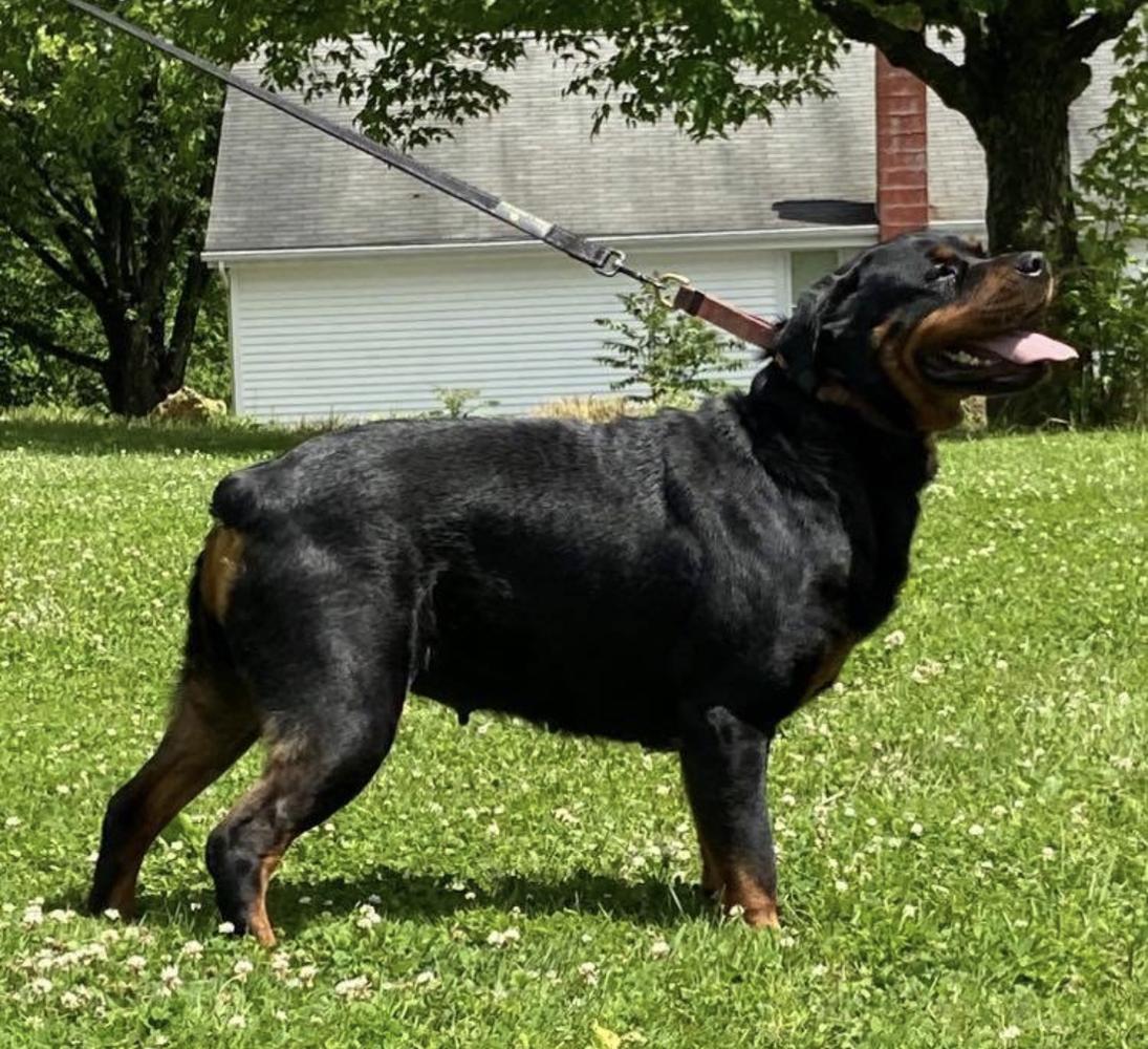 Alexa von der Kaisersteinbruch | Rottweiler 