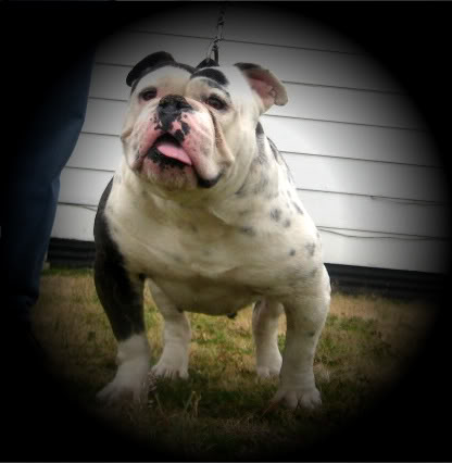 FMR/McLeain's BoBo | Olde English Bulldogge 