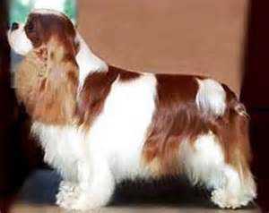 Miletree Nijinsky | Cavalier King Charles Spaniel 