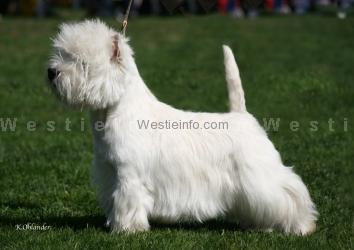 Perhaps Public Enemy | West Highland White Terrier 