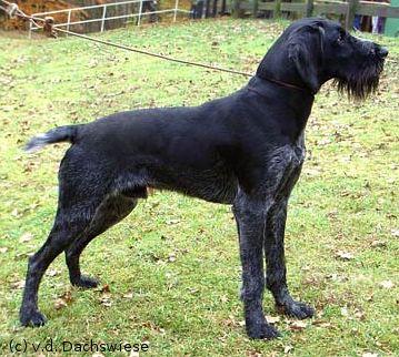 Ottelo von der Dachwiese | German Wirehaired Pointer 