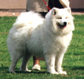 Samont Appeal | Samoyed 