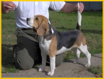 Snoopy Kid Rusty | Beagle 