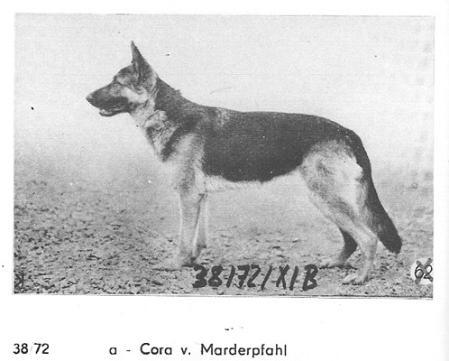 Cora vom Marderpfahl | German Shepherd Dog 