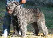 Lavispa | Bouvier des Flandres 