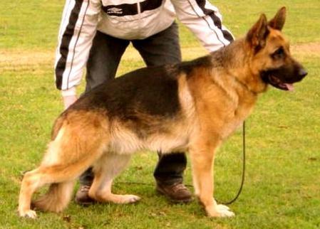 Figo v. Juerikställ | German Shepherd Dog 