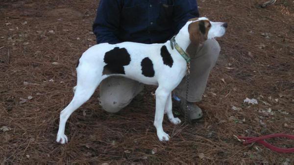 Western World Harry's Wish | Treeing Walker Coonhound 