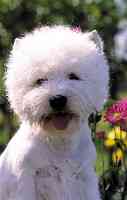 J'T'Ador  Du Moulin De Mac Gregor | West Highland White Terrier 