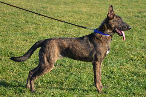 Cher Car's Maine Attraction d' Harbor | Dutch Shepherd 