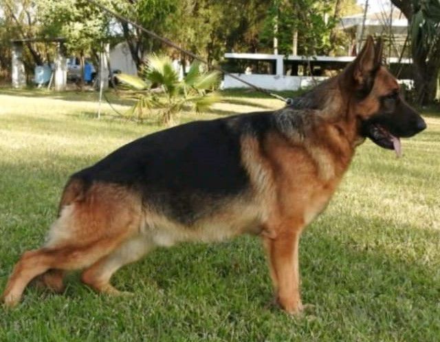 CONGO (TEJEDA) | German Shepherd Dog 