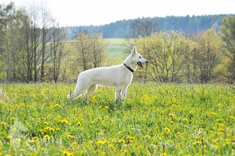 Born to Win Warrior Dogfire | White Swiss Shepherd Dog 