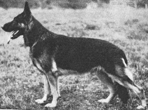 Bodo vom Tannenbruch | German Shepherd Dog 