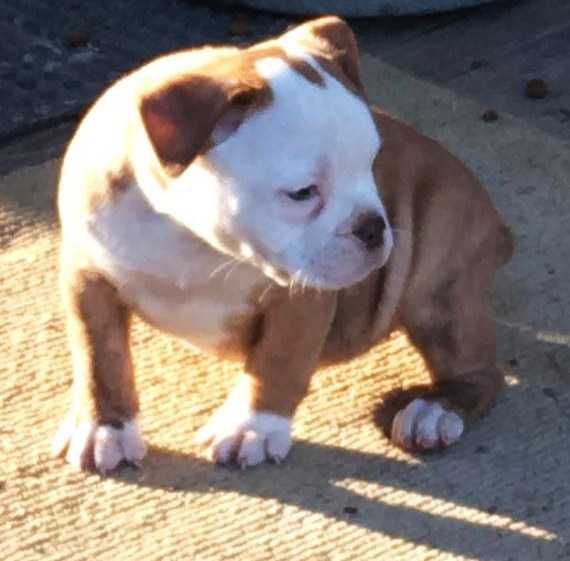 Pack's HammerHead Holly | Olde English Bulldogge 