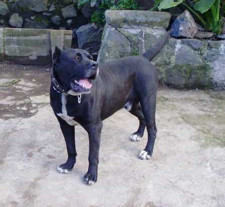 Mokan de Ricardo | Perro de Presa Canario 