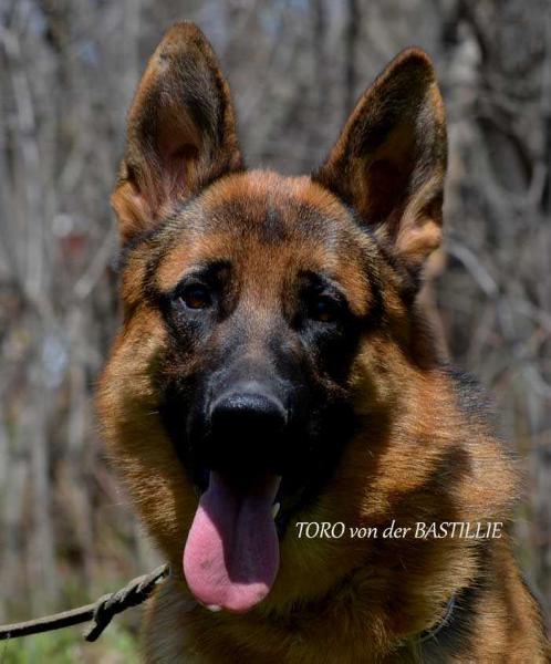 Toro von der Bastillie | German Shepherd Dog 