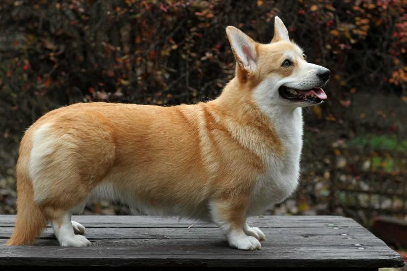 CZECH XERA 17th Meridian | Pembroke Welsh Corgi 