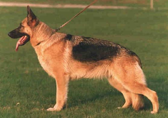 Zolda van Jama's Hoeve | German Shepherd Dog 